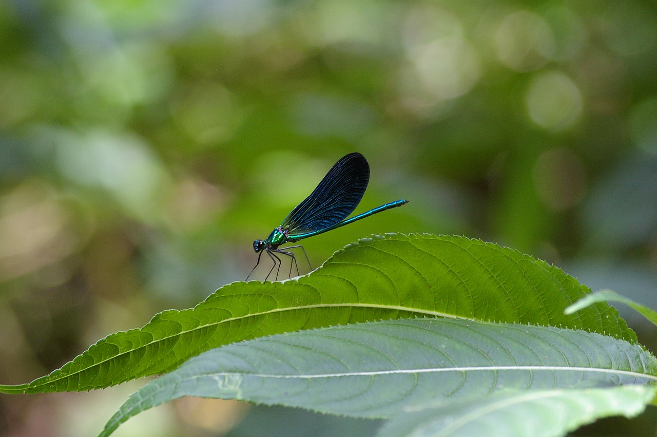 dragonfly blue insect free photo