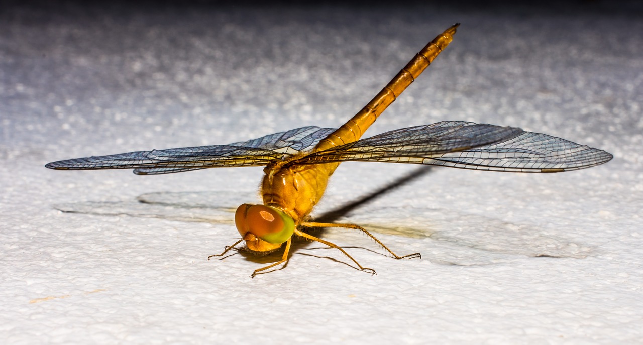 dragonfly insect animal free photo