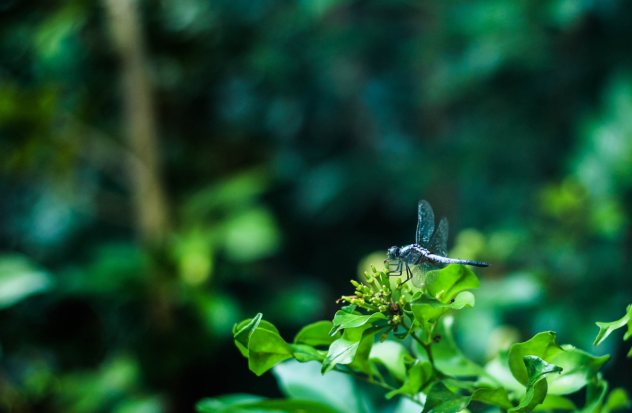 dragonfly nature tree free photo