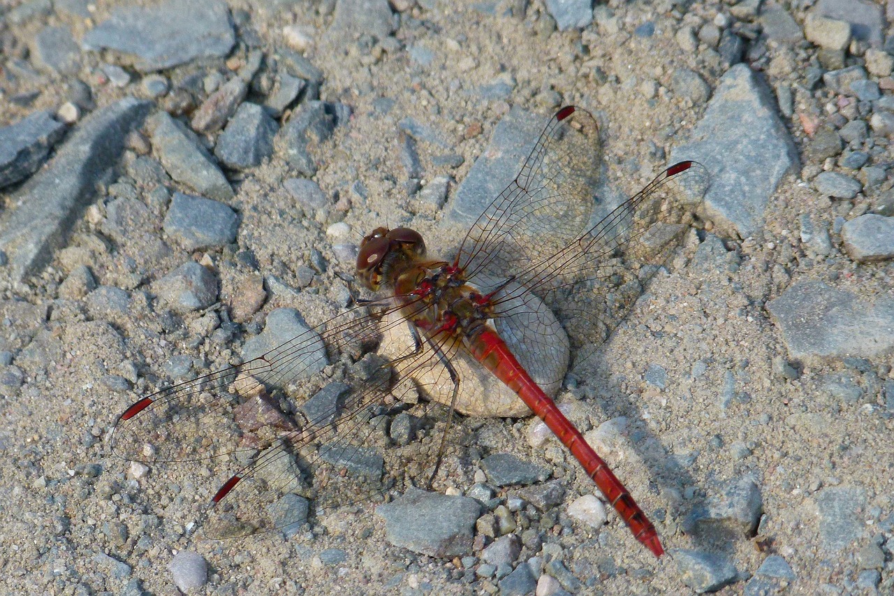 dragonfly red dragonfly stones free photo