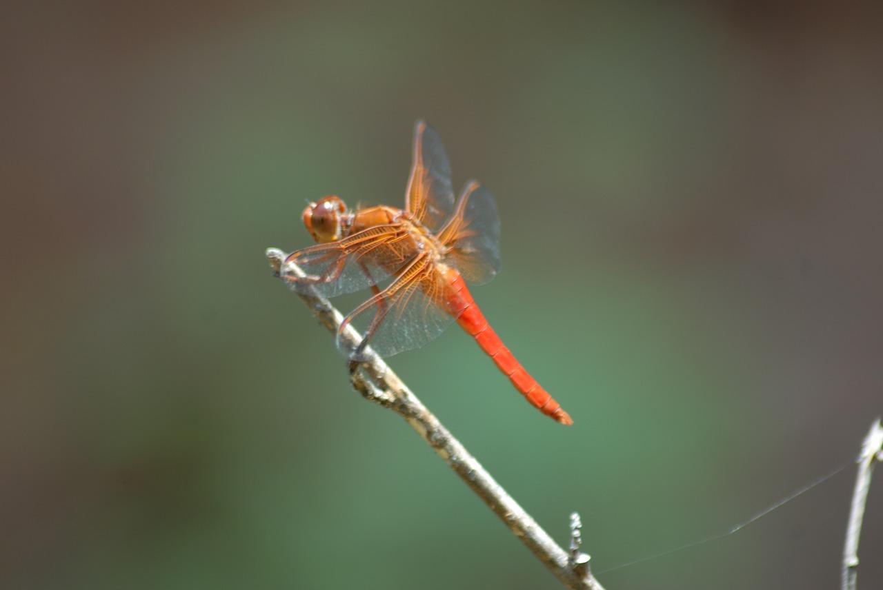 dragonfly fauna nature free photo