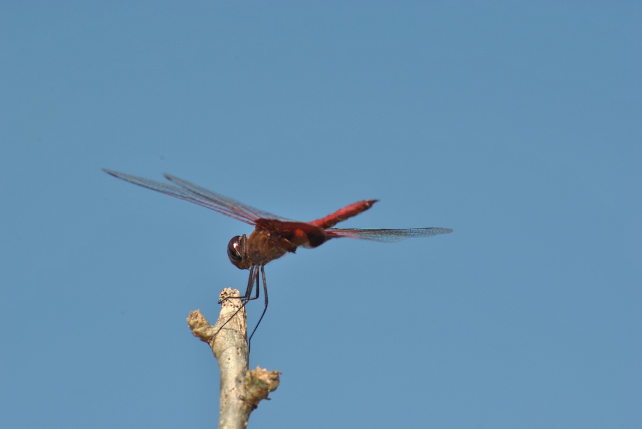 dragonfly fauna nature free photo