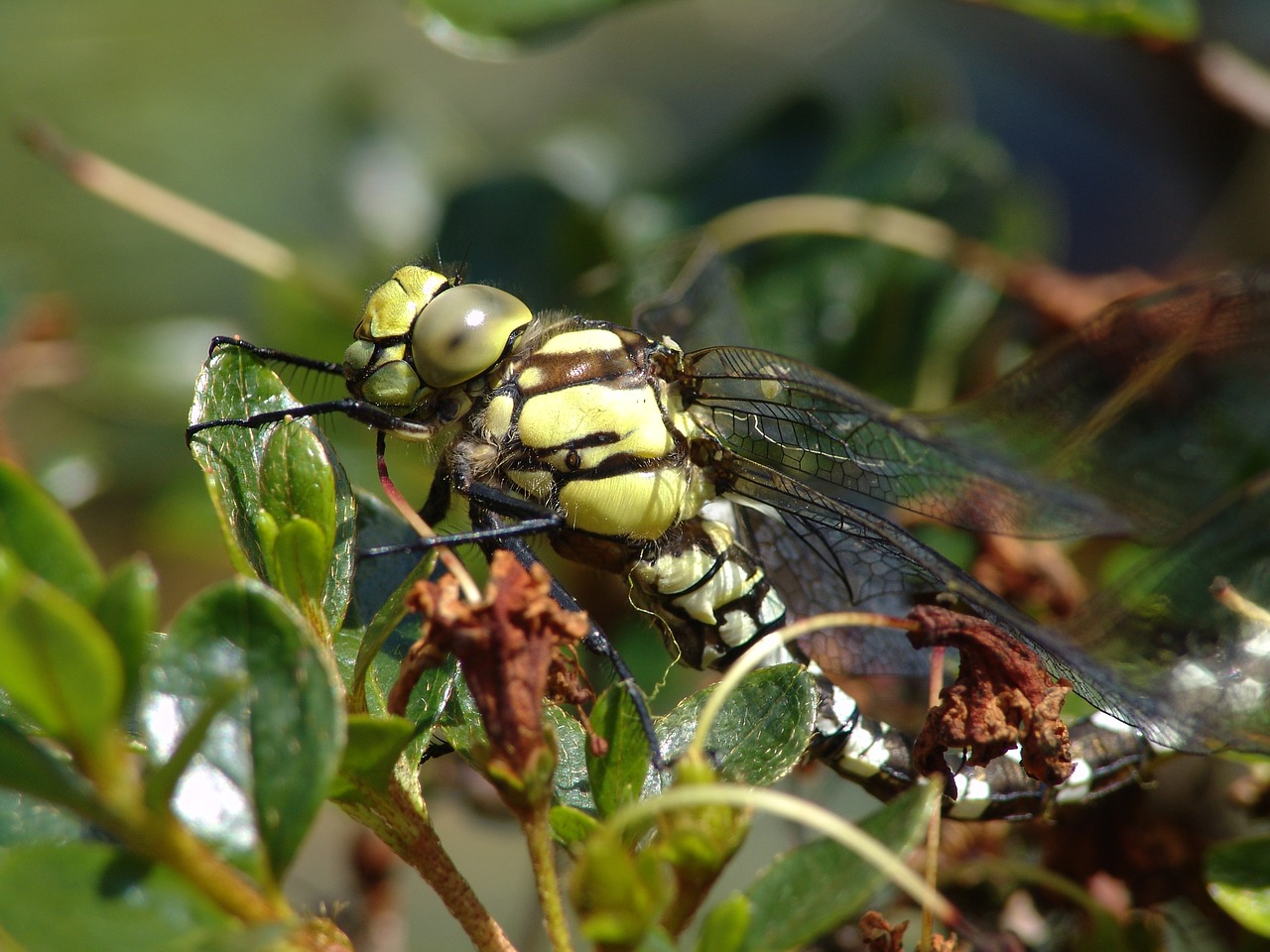 dragonfly animal nature free photo