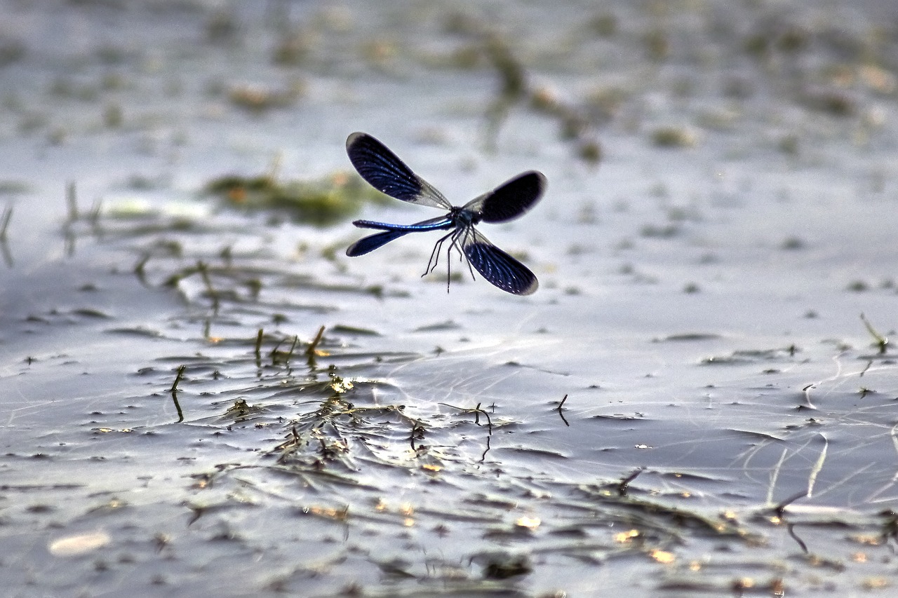 dragonfly water nature free photo