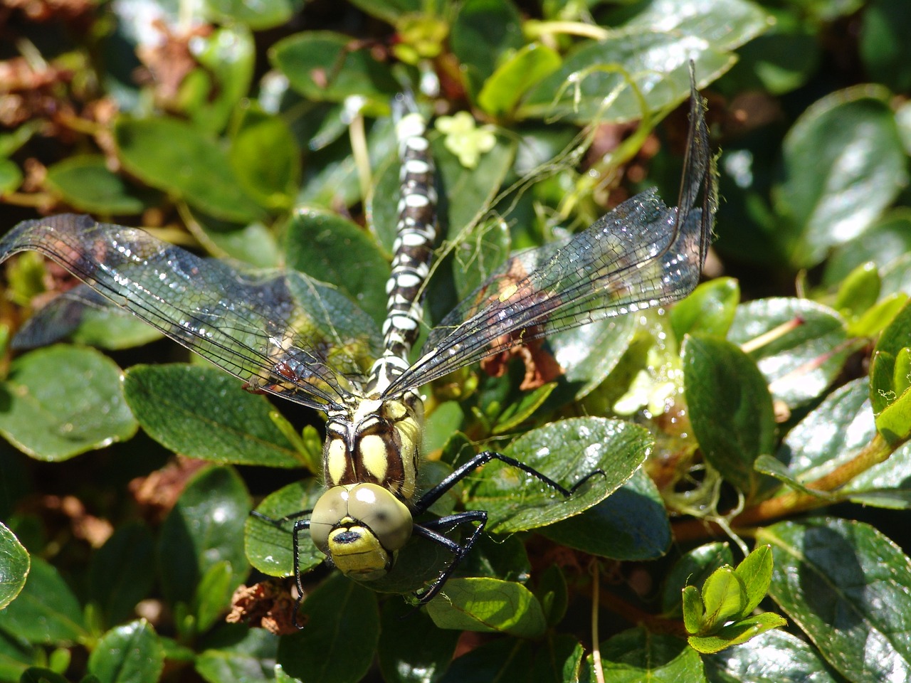 dragonfly animal nature free photo