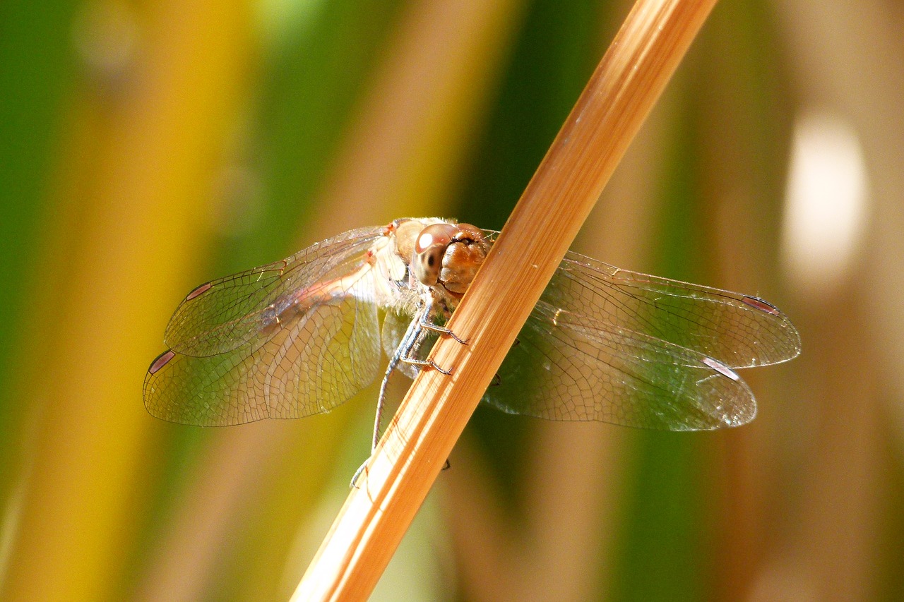 dragonfly have a look leaf free photo