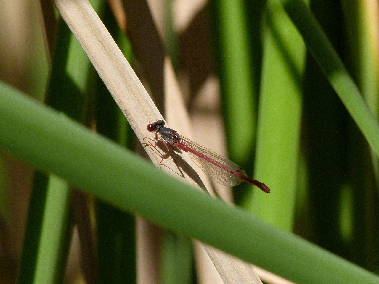 dragonfly damselfly ceriagrion tenellum free photo