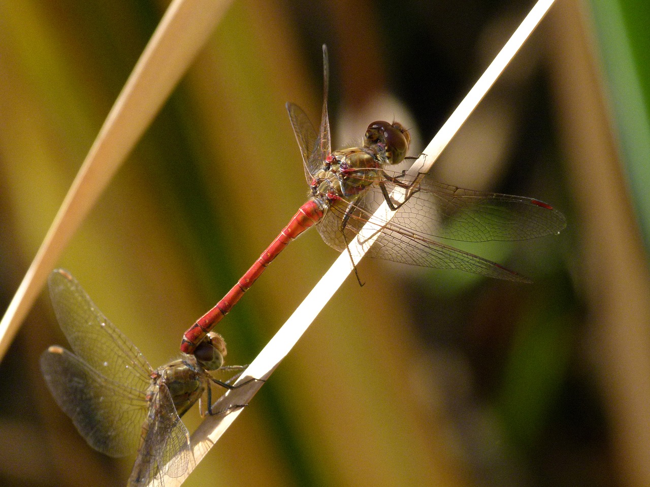 dragonfly red dragonfly dragonflies mating free photo