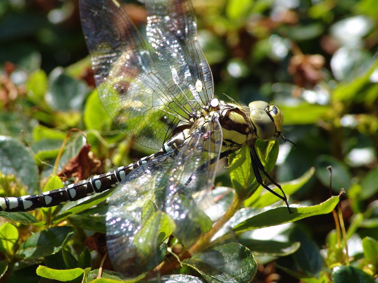 dragonfly nature pond free photo