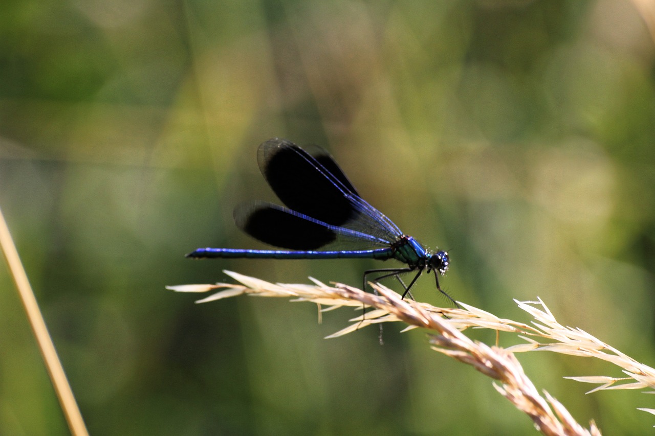 dragonfly nature insect free photo