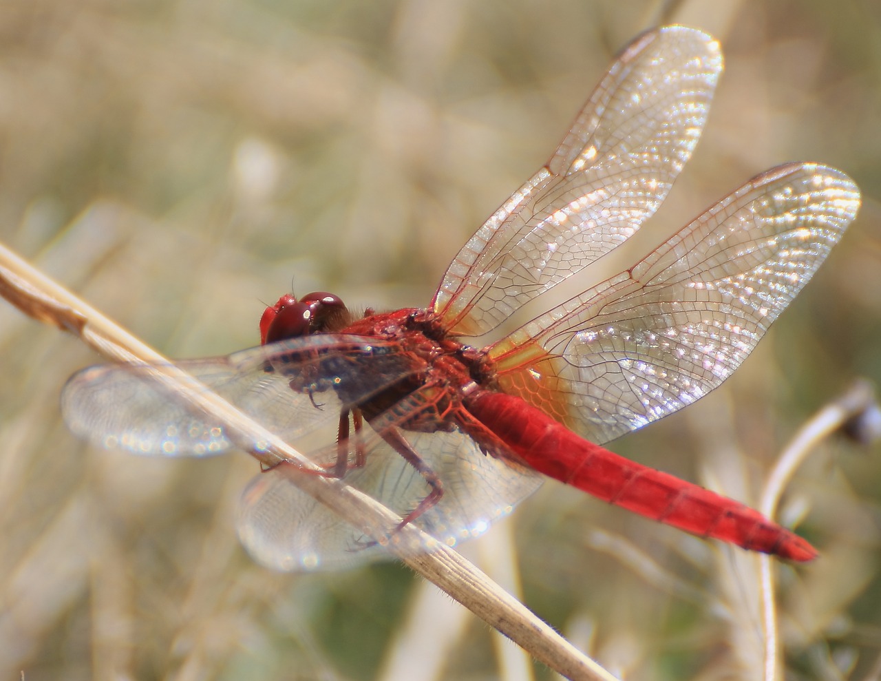 dragonfly insect flight insect free photo