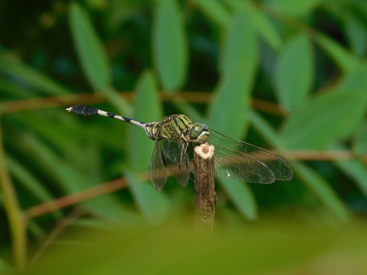 dragonfly plants green free photo