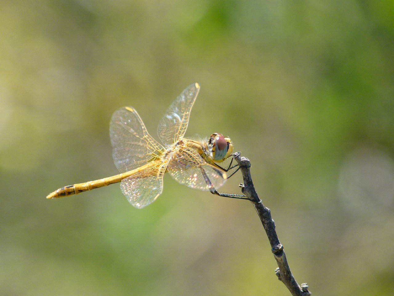 dragonfly yellow dragonfly sympetrum sinaiticum free photo