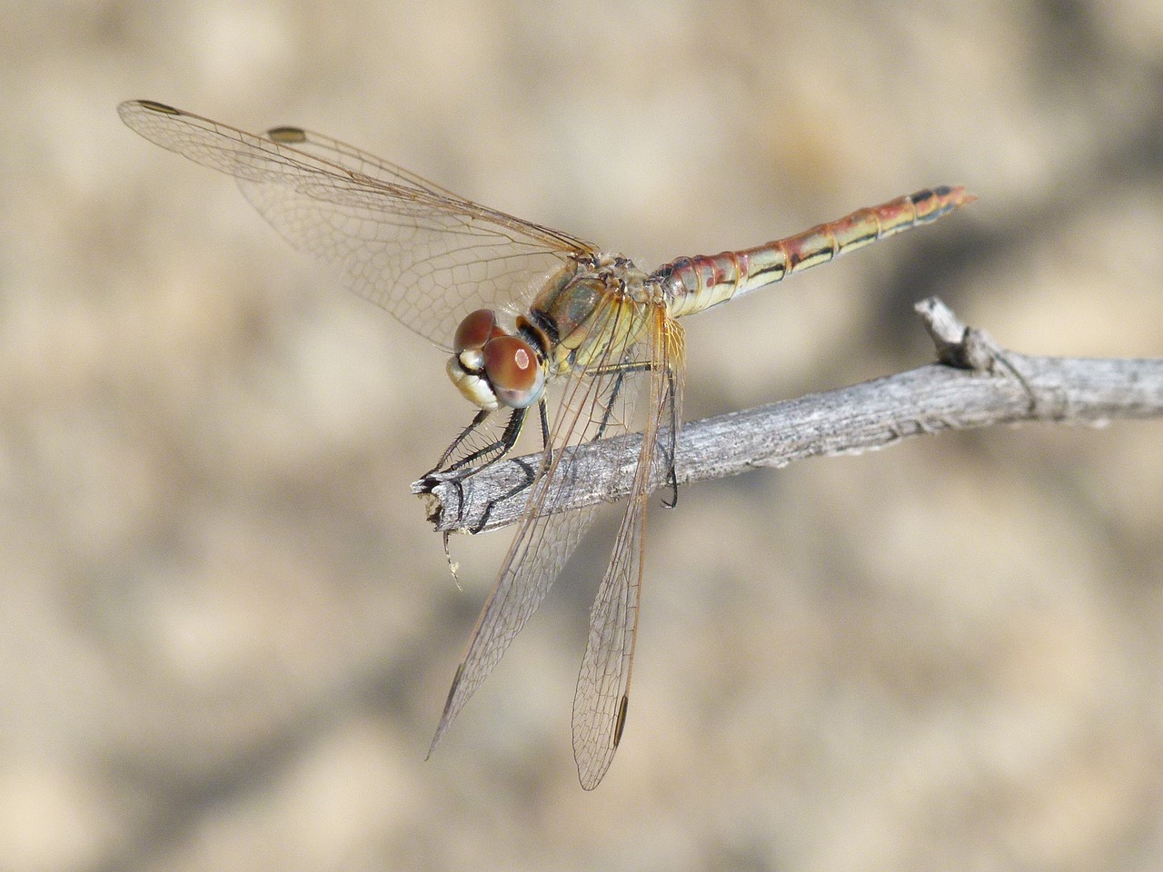 dragonfly detail branch free photo