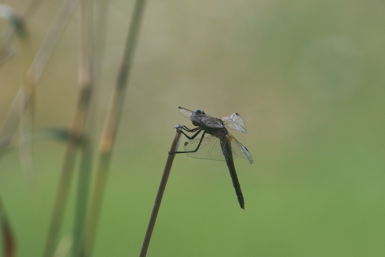 dragonfly insects insect free photo