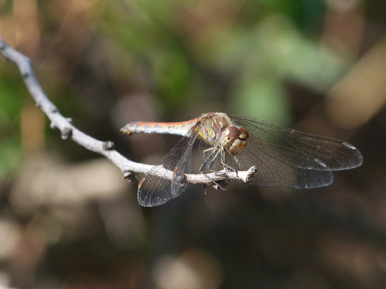 dragonfly branch detail free photo