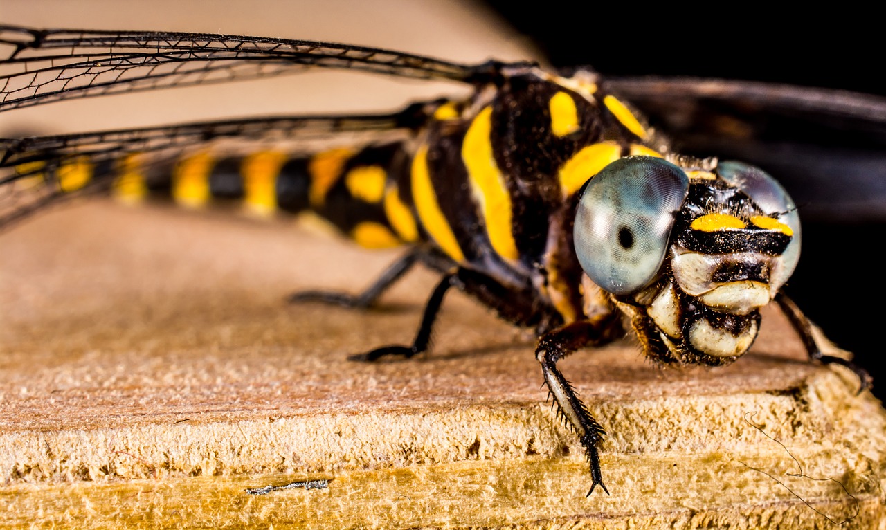 dragonfly insect animal free photo