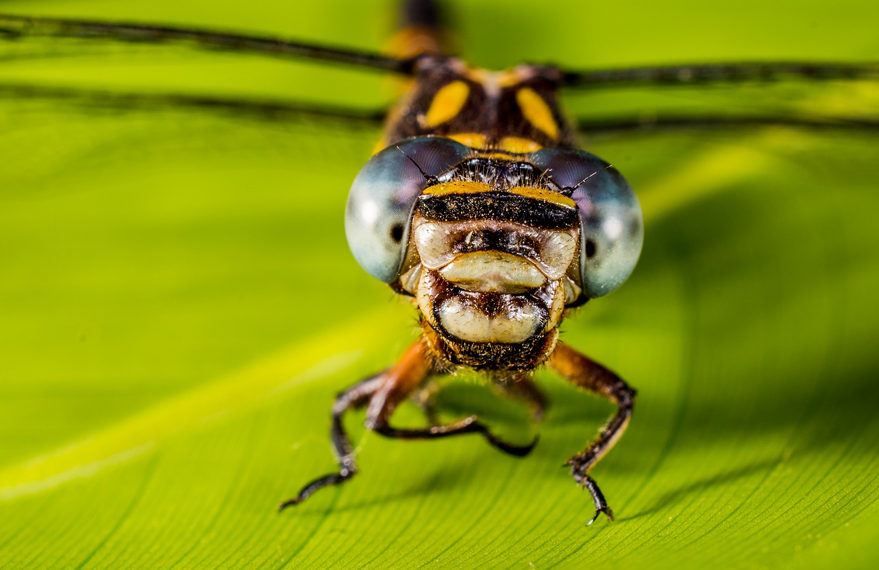 dragonfly insect animal free photo