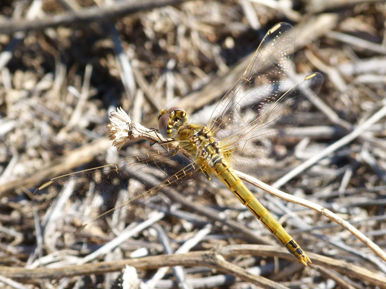 dragonfly yellow dragonfly orthetrum chrysostigma free photo