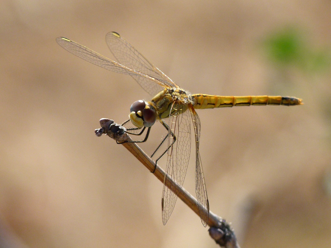 dragonfly yellow dragonfly orthetrum chrysostigma free photo