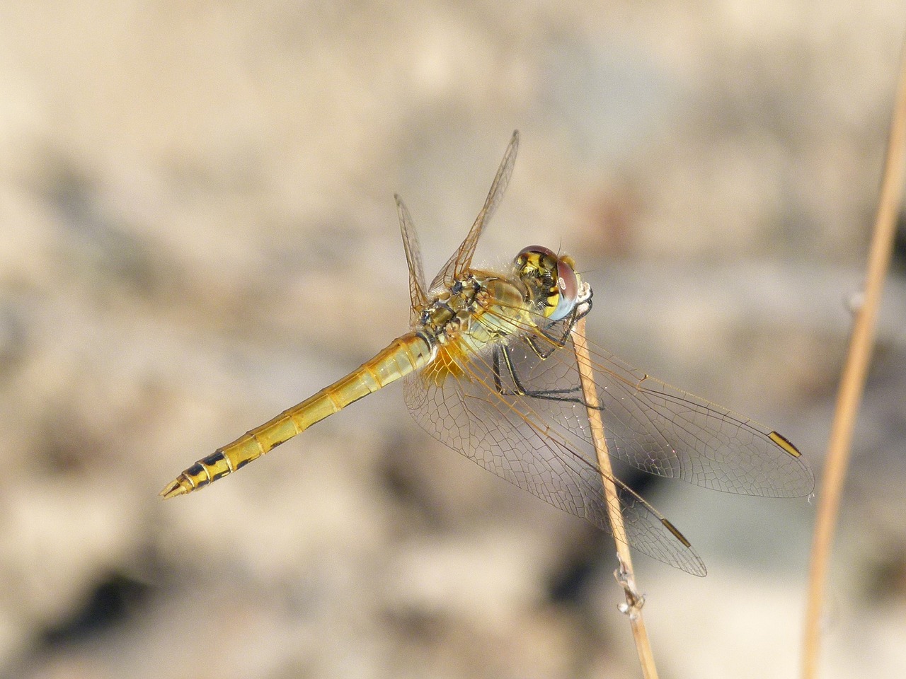 dragonfly yellow dragonfly sympetrum sinaiticum free photo