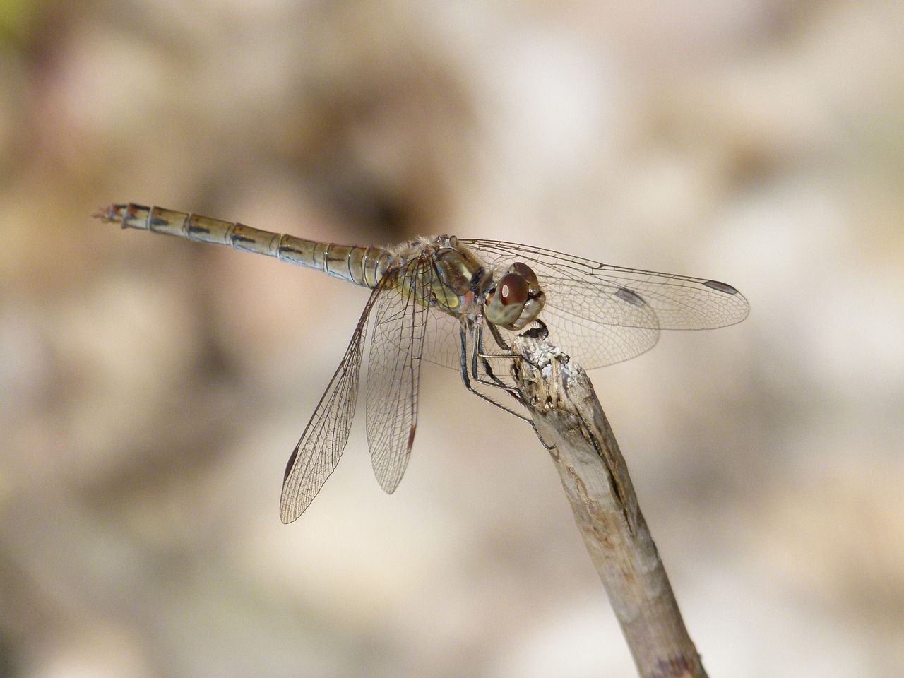 dragonfly yellow dragonfly sympetrum sinaiticum free photo