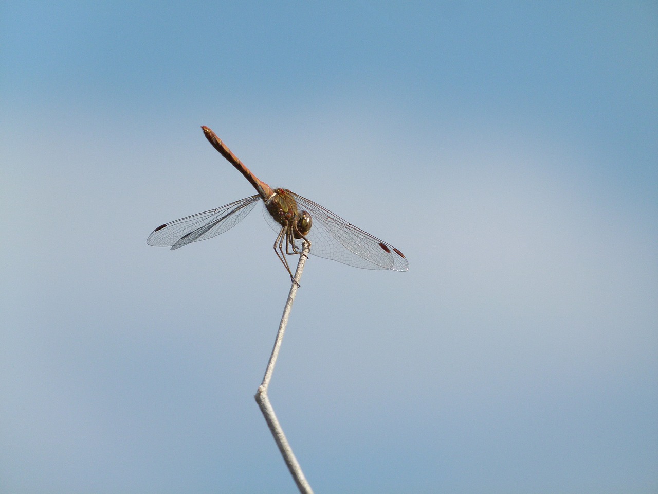 dragonfly stem sky free photo