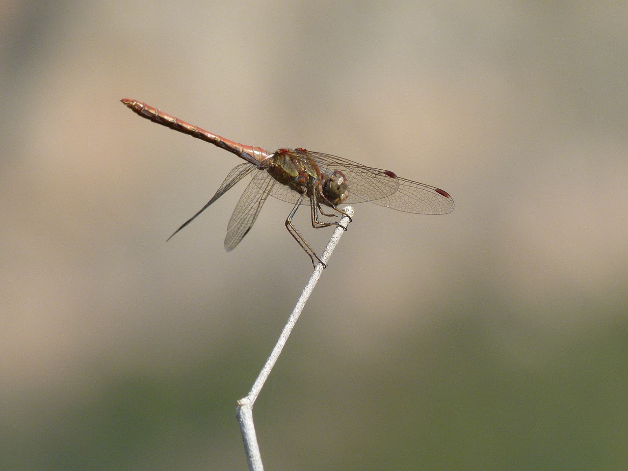 dragonfly stem yellow dragonfly free photo