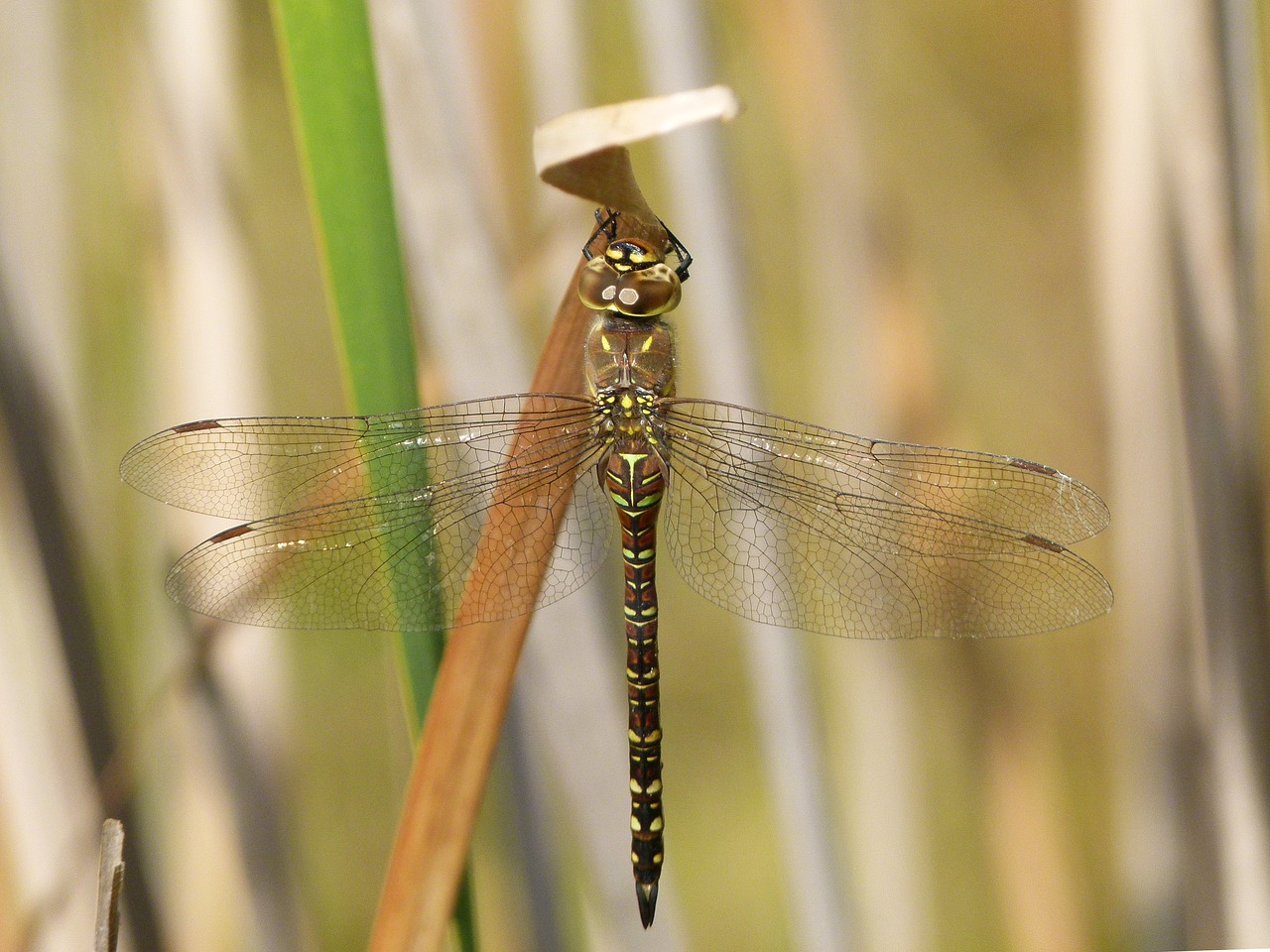 dragonfly dragonfly tiger aeshna cyanea free photo