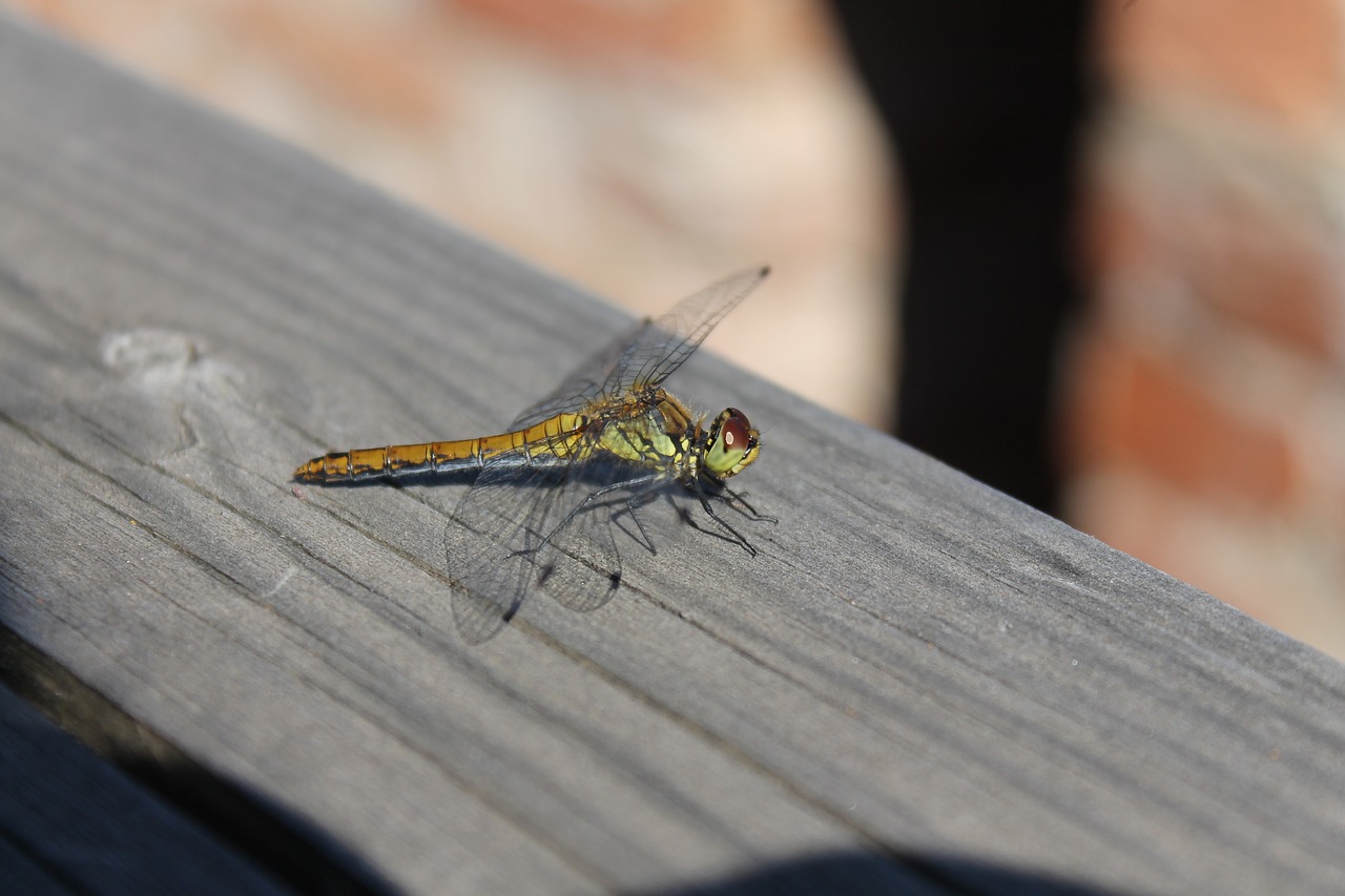 dragonfly insect nature free photo