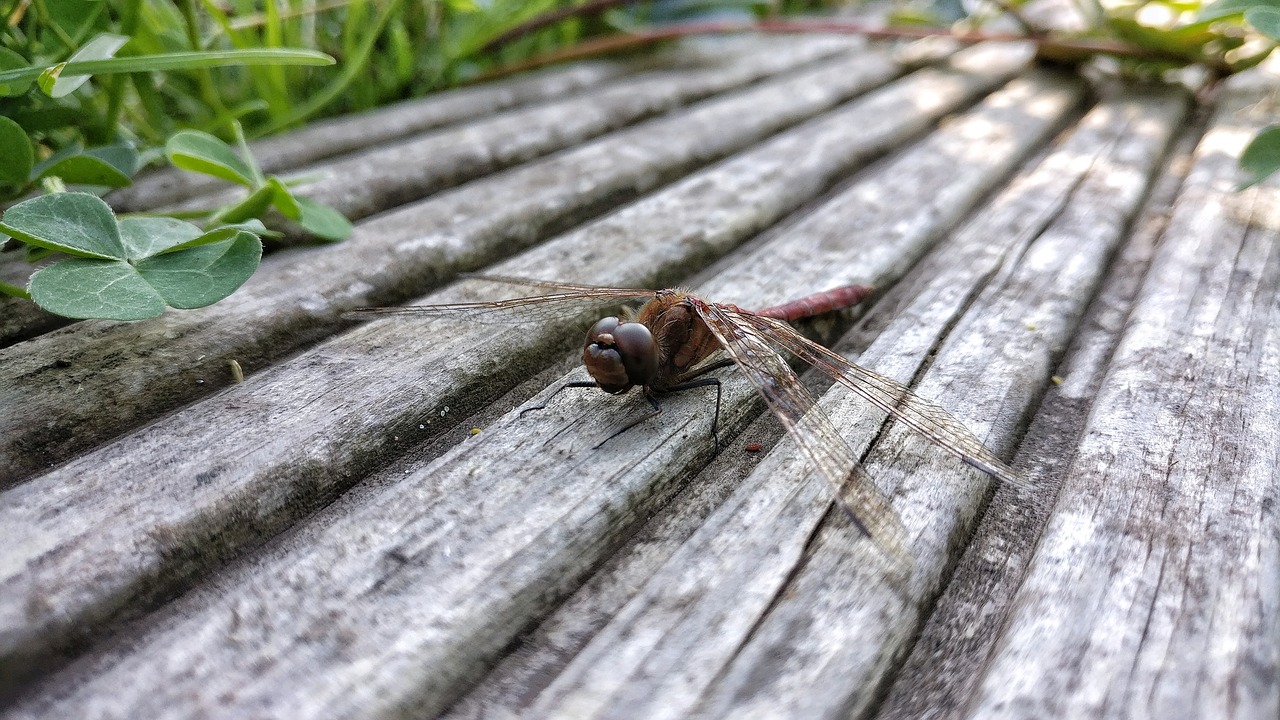 dragonfly garden insect free photo