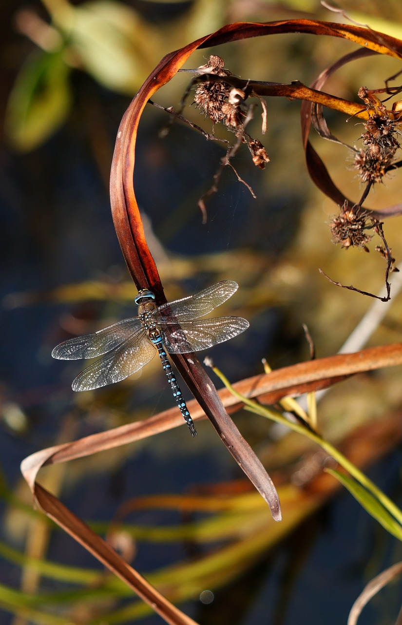 dragonfly migrant hawker blue free photo