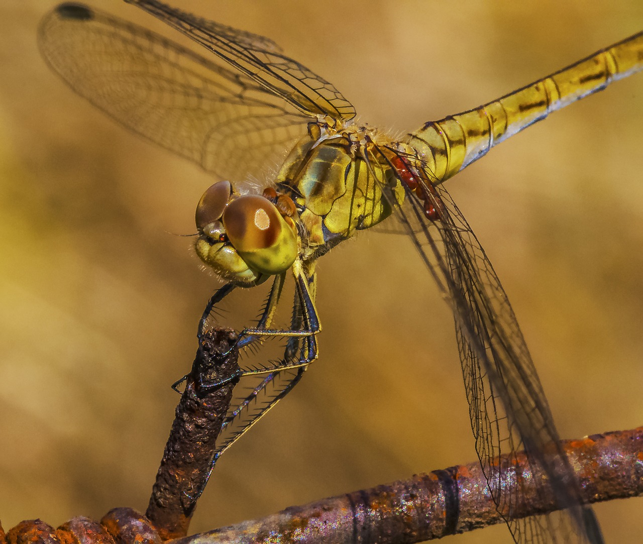 dragonfly eyes sitting free photo