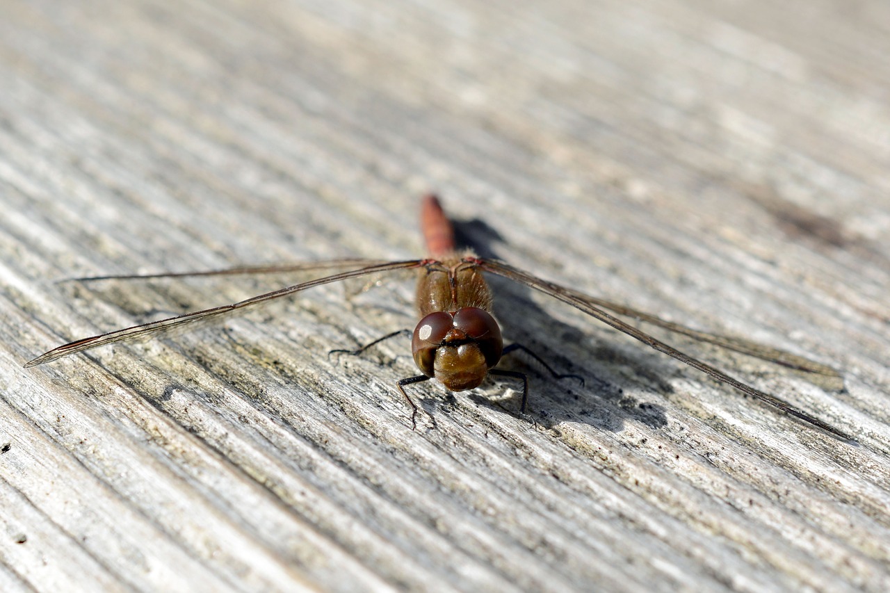 dragonfly wing insect free photo