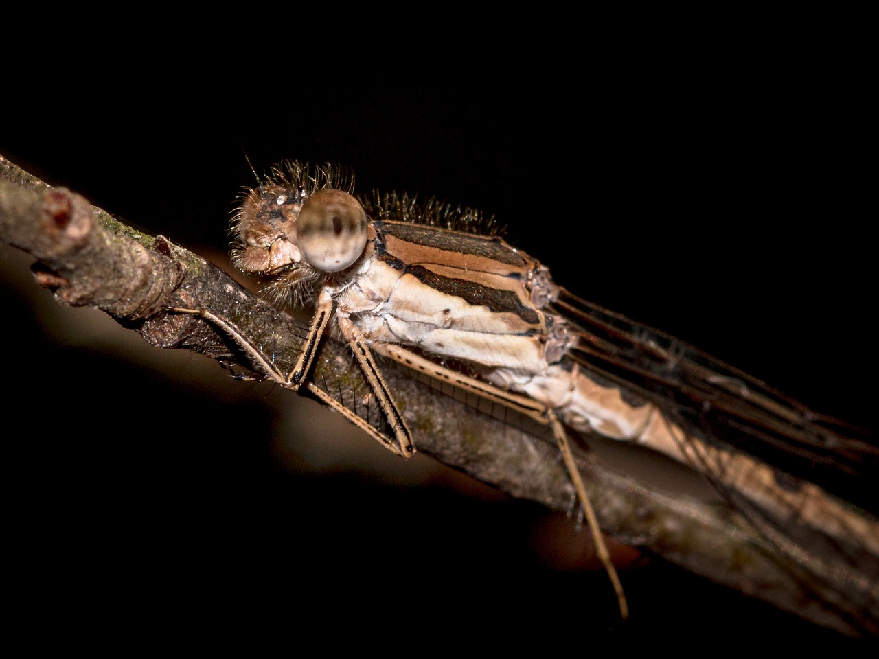 dragonfly hawker insect free photo