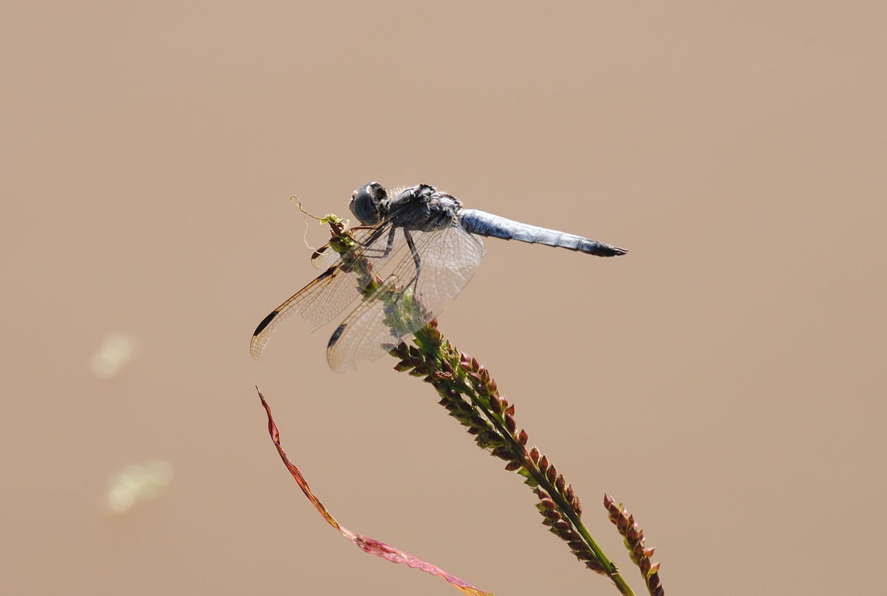 dragonfly creature wildlife free photo