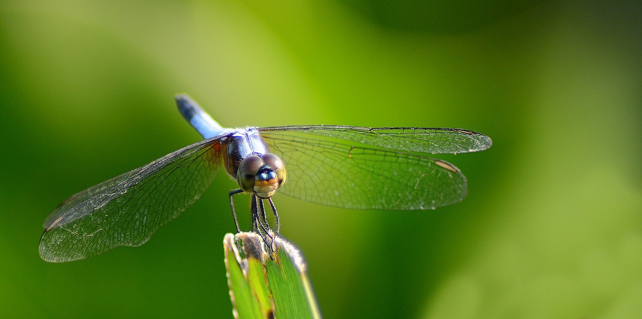 dragonfly insect nature free photo