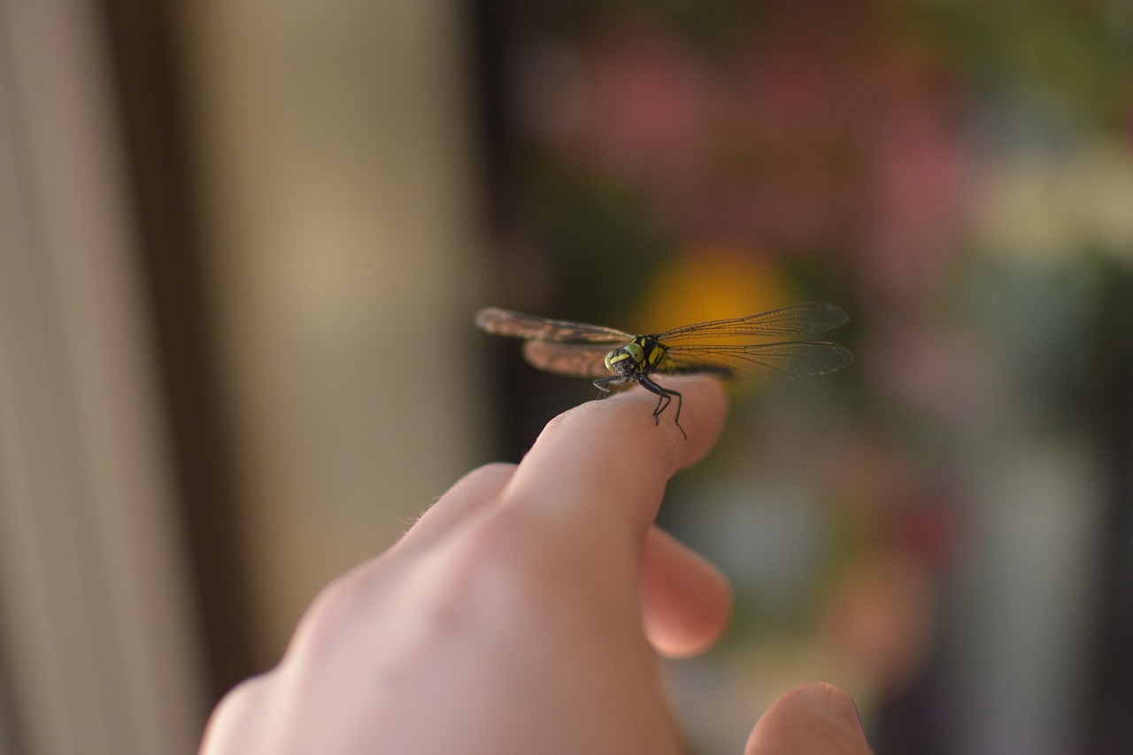 dragonfly foppery bug free photo