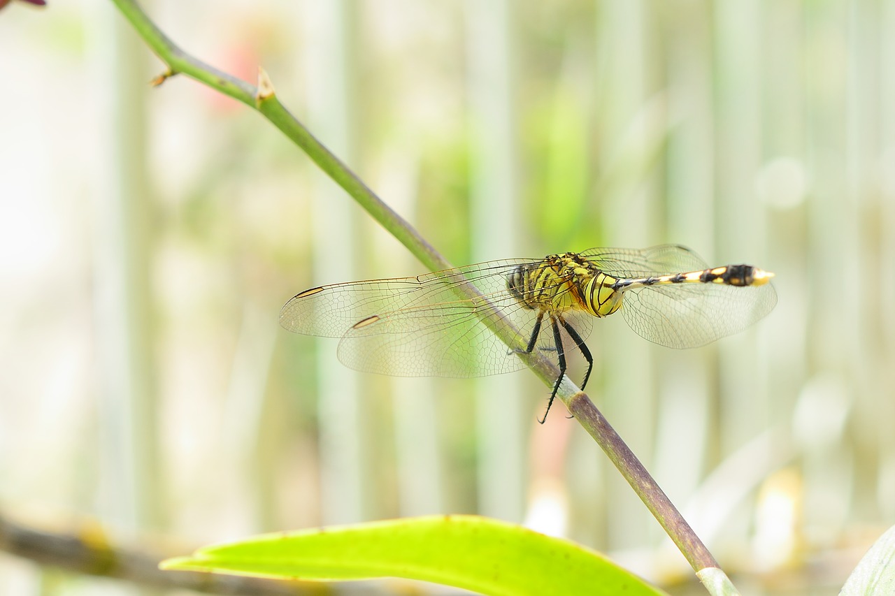 dragonfly wings insect free photo