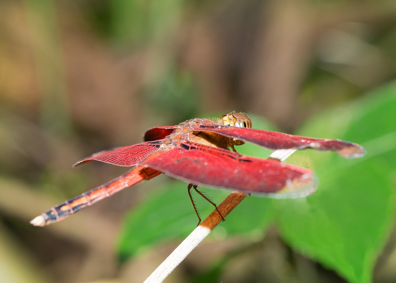 dragonfly red wings free photo