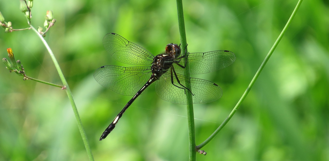 dragonfly red dragonfly macro free photo