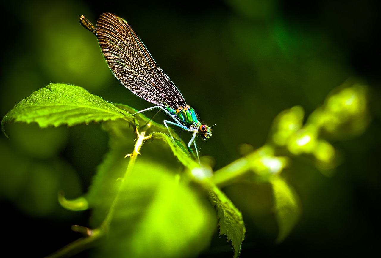 dragonfly insect macro free photo