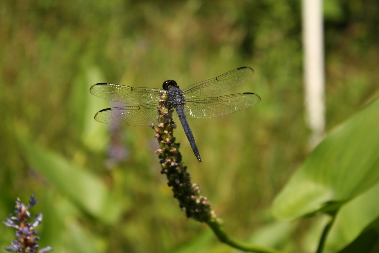 dragonfly nature wetland free photo