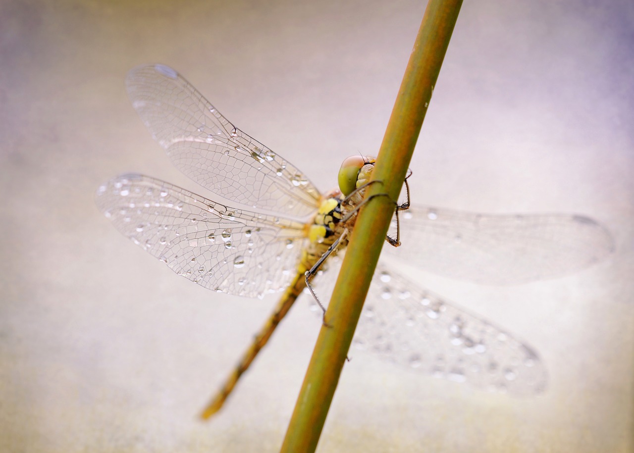 dragonfly darter sympetrum insect free photo