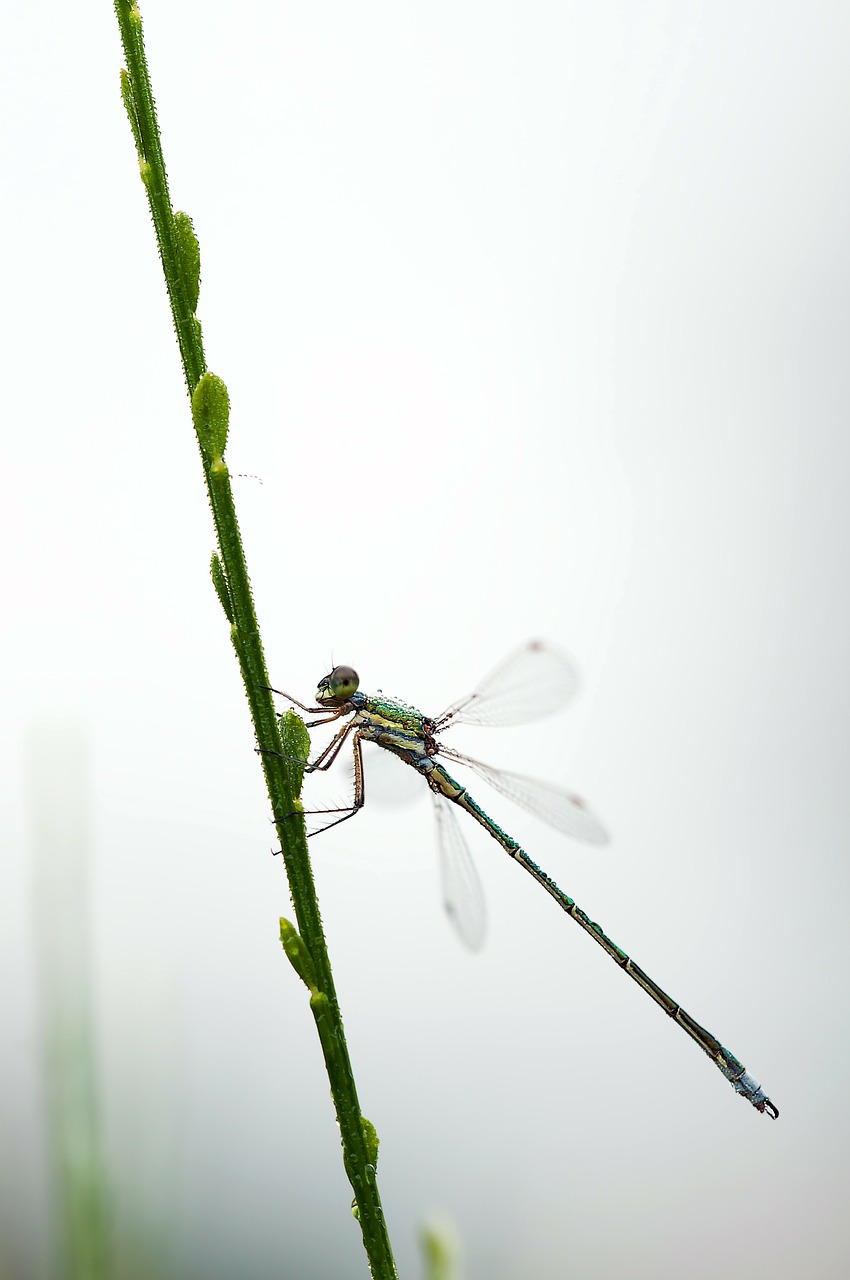 dragonfly small emerald damselfly lestes virens free photo