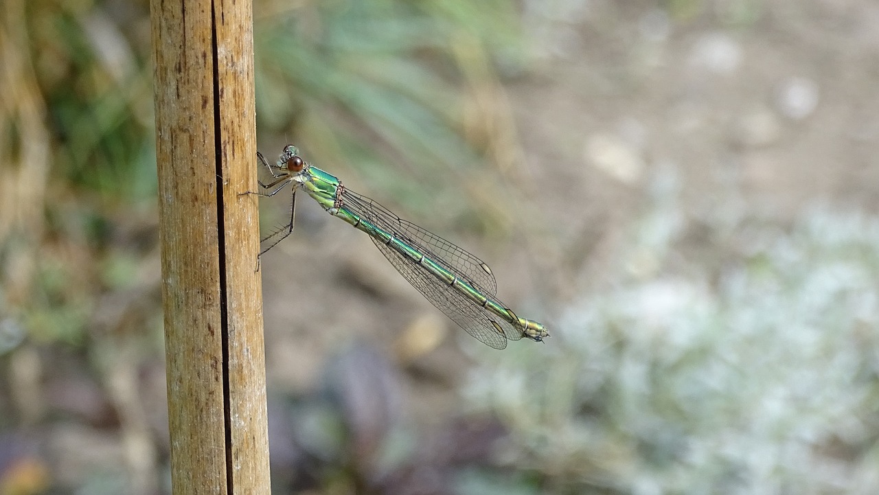 dragonfly summer insect free photo