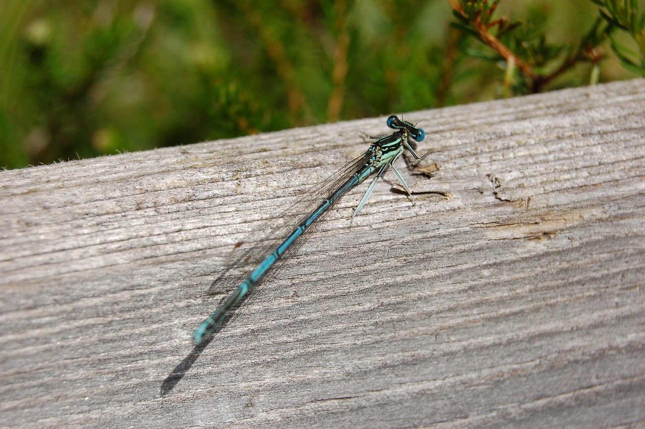 dragonfly nature wood free photo