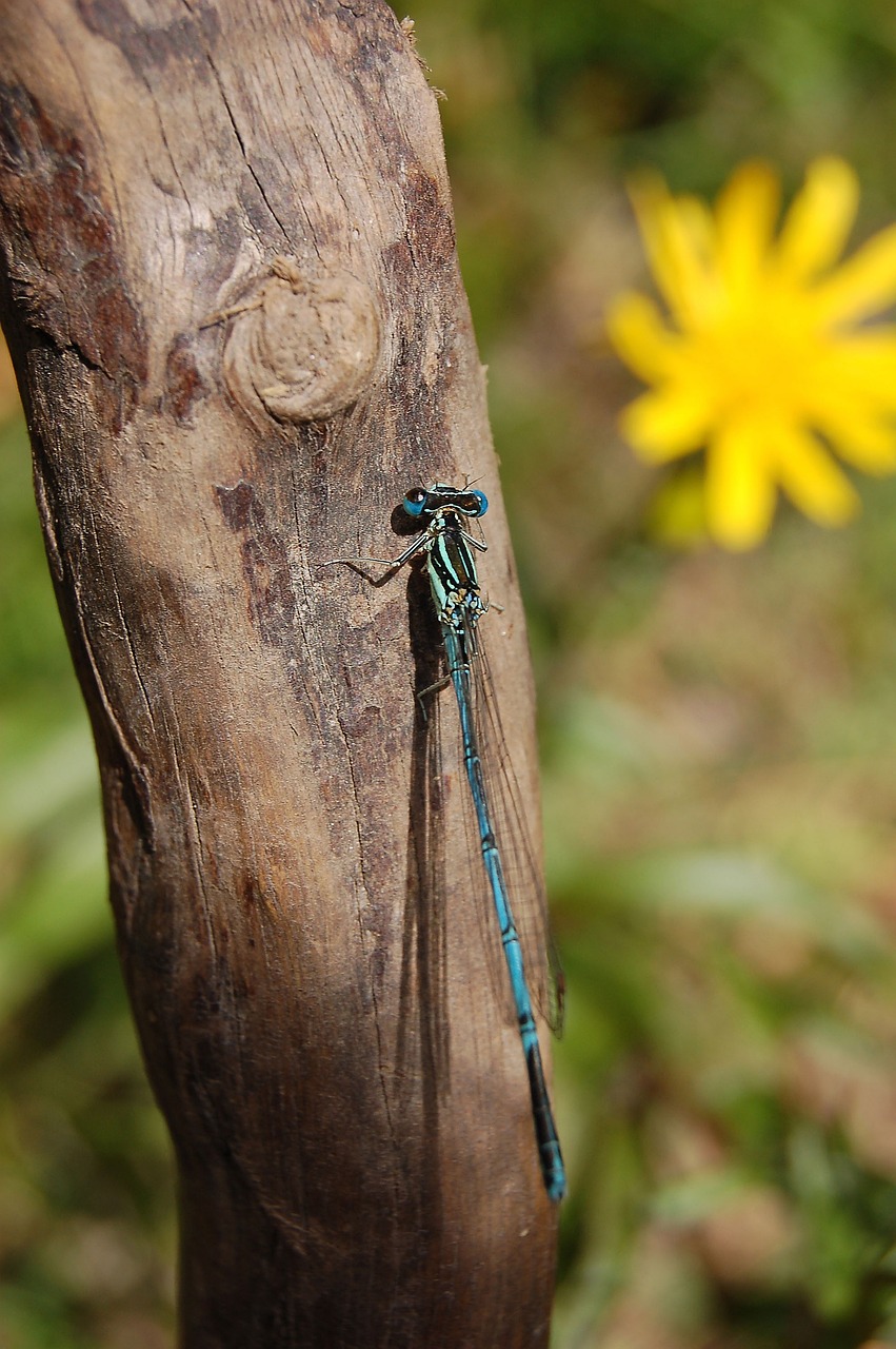 dragonfly nature wood free photo