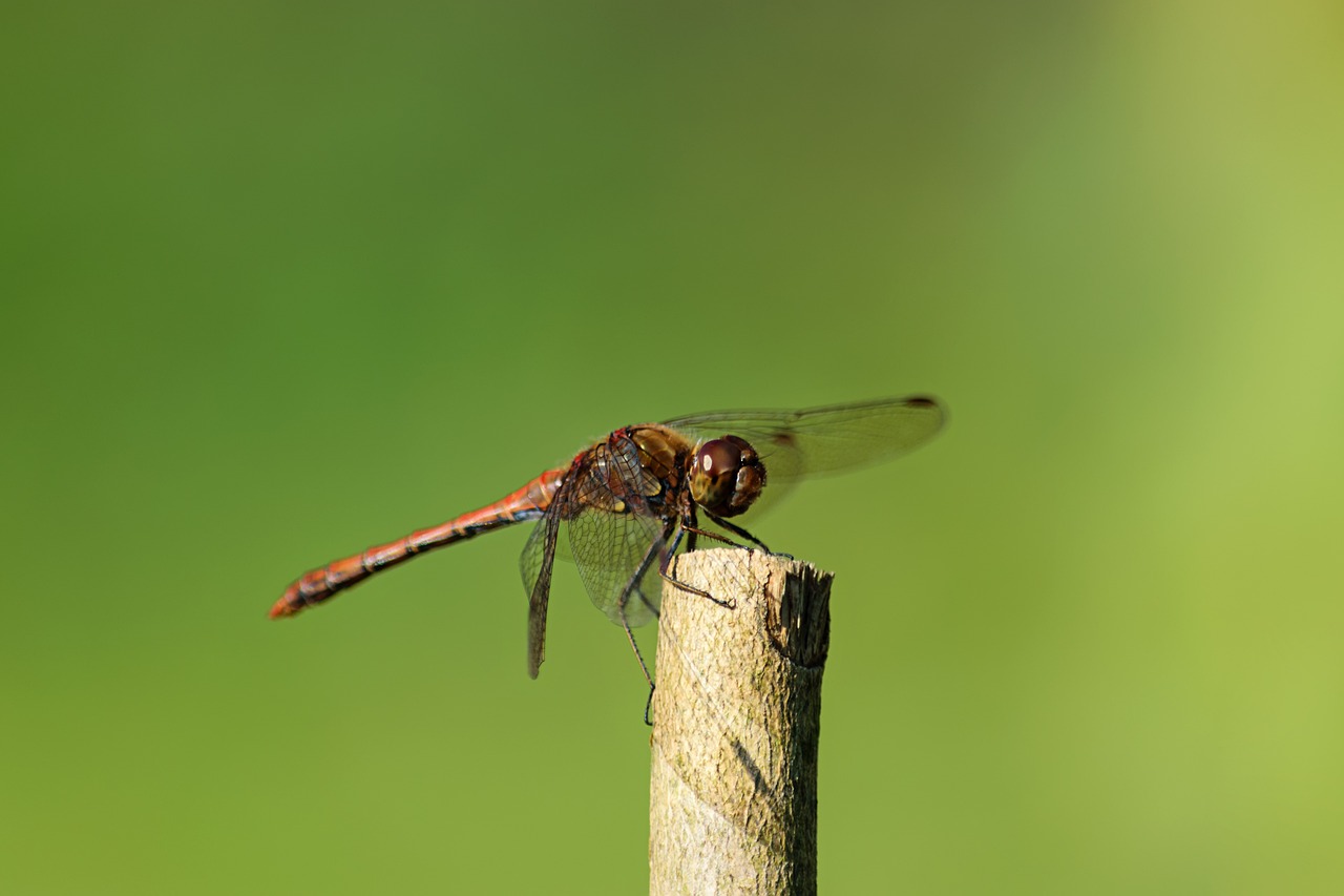 dragonfly insect branch free photo