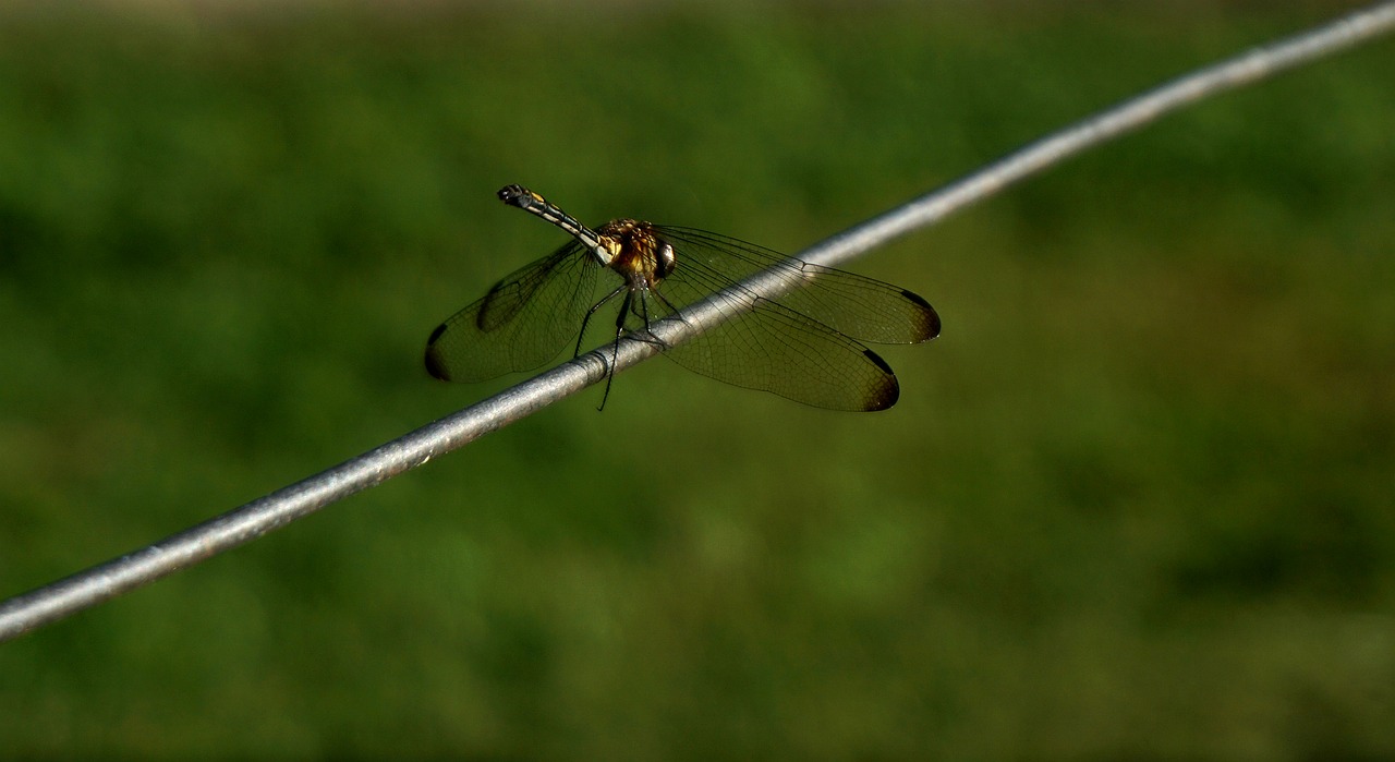 dragonfly insect wildlife free photo